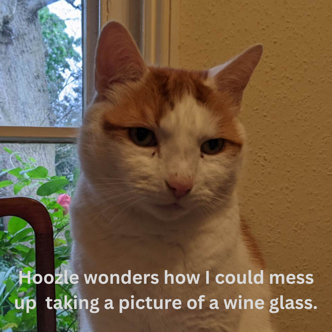 A skeptical cat.